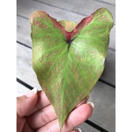 Caladium-Thai Hybrid for Sale