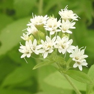 Termurah - 10 Bibit Benih Stevia