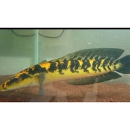 Unik chana ys maru yellow 22-25 cm Limited
