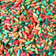 20   Benih Cabai Rawit PRENTUL MHANU F1  Benih Cabe Cempluk Pedas Cabe Unik