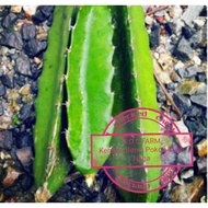 Keratan Batang Benih Pokok Buah  Naga (Sepotong RM 3.50)