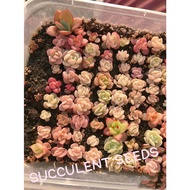 🌹BUY 1 GET 1 FREE  100 seeds/pack Bonsai Stone flower seeds Succulent seeds -2 NhPX