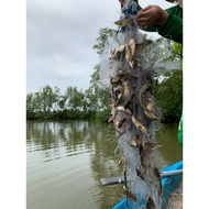 100 Meters Net for Peg Fish, Tilapia, and Sac Fish from 2 Inches (Then 1) to 8 Inches (Then 4)