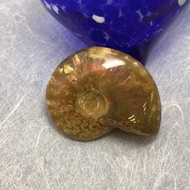 Edith & Jaz • 招財斑彩螺化石擺設 (G)