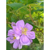 Pokok Senduduk Ungu liar (1 pokok bersama akar)