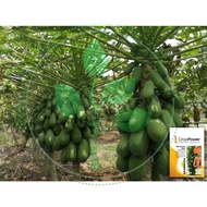 BIJI BENIH BETIK SEKAKI BIG HONG KONG PY1/DWARF PAPAYA SEEDS(10 SEEDS-REPACK CROP POWER)