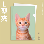 《萌毛貓》2021年年曆系列單層式L夾／綠-柚柚【臺北市流浪貓保護協會】 (新品)