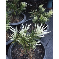 虎斑罗汉松盆栽l| 风水植物 | Podocarpus Bonsai Plant| 罗汉松 /Podocarpus macrophyllus Tiger Spot / Variegated Podoc