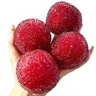 7cm Cross-Border Trade New Highly Attractive Realistic Waxberry Squishy Toy, Super Soft Stress Relie