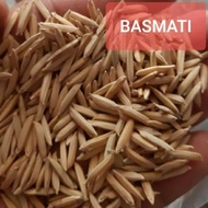 Benih Bibit Padi Basmati Beras India