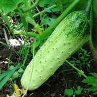 25Biji Benih Buah Timun /Cucumber seeds 水果黄瓜种子