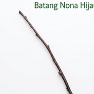 Batang Buah Nona Hijau 35-40cm