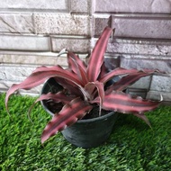 REAL LIFE PLANT / BROMELIAD RUBY STAR / INDOOR PLANT