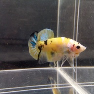 1 pair yellow koi galaxy cupang