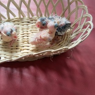 burung falk parkit australia lolohan Wf Cf