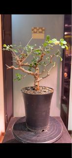 紅皮沒藥Commiphora orbicularis 橄欖科 BURSERACEAE 沒藥屬 Commiphora