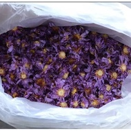 Blue lotus nymphaea caerulea