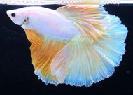 【成崧水族】黃金藍展示級鬥魚 黃金藍展示級 超半月鬥魚 超半月 鬥魚 白超半月鬥魚
