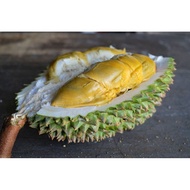 ANAK POKOK DURIAN TUPAI KING 🌱Squirrel King Fruit Tree🌱松鼠王🌱松鼠王树苗🌱老树