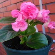 Double Petal Four Seasons Begonia Flower Seeds Balls Four Seasons Begonia Flower Seeds Potted Flower