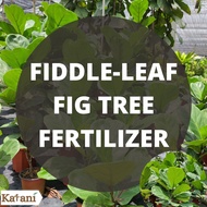 Fiddle-Leaf Fig Fertilizer