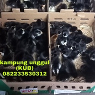 Doc ayam kampung unggul (KUB)