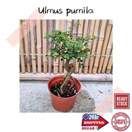 (GG real plant) ulmus pumila ^ pokok hidup siberian elm hiasan rumah live indoor outdoor houseplant 