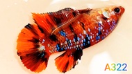 ปลากัดนีโม่กาแลคซี่🌈ได้ตัวเมียตามรูป🌟มัตติคันเลอร์ กาแลคซี่ นีโม่กาแลคซี่ พร้อมผสมพันธุ์❤️ Bettafish❤️ปลากัดสวยงาม ปลากัดไทย ปลากัดอาชีพ ปลากัดนีโม่กาแลคซี่มัตติคันเลอร์🌟ปลากัดเลี้ยงโชว์ สวยๆ ได้เมียตามรูป