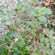 pokok susu nabi 10 pokok