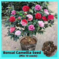 ปลูกง่าย คามิเลีย คละสี Mixed Camellia Seeds for Planting ดอกใบทานได้ (10 PCS/BAG) Bonsai Flower Pla