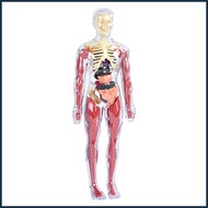 Human Anatomy for Kids Human Body Educational Toy Interactive Anatomy Model for Home School Kinderga