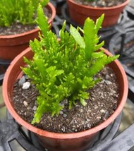 3寸盆 有香味 姬曇花 仙人掌 姬月光美人 多肉植物 綠化植物 室內植物