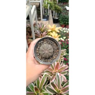 ORT. Obes P8 Plant – Lush Green Foliage for a Vibrant Home