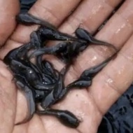 BIBIT LELE PER EKOR / ANAK LELE / BENIH LELE 2-5 CM / PAKAN IKAN