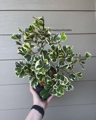 Ficus Triangularis Variegata with FREE white plastic pot, pebbles and garden soil (Live plant and Indoor plant)