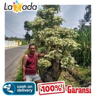 10 Bibit Batang Stek Pohon Randu Putih Varigata *_$
