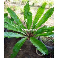 🔥Asplenium Nidus | Anak Pokok Paku Langsuir size MINI(XS), S, M & L🔥