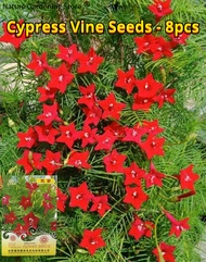 ปลูกง่าย เมล็ดพันธุ์ ดาวนายร้อย เถาไซเปรส บรรจุ 8 เมล็ด Star Ipomoea Cypress Vine Flower Seeds เมล็ดดอกไม้ บอนสีราคาถูก เมล็ดบอนสี ต้นไม้มงคล บอนสี ดอกไม้ปลูกสวยๆ เมล็ดพันธุ์ดอกไม้ ไม้ประดับ พันธุ์ดอกไม้ ดอกไม้ปลูก ไม้ดอก แต่งบ้านและสวน Climbing Plants