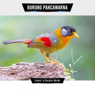Burung Pancawarna Murah
