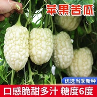 Apple Bitter Gourd Seeds Sweet Fruit White Bitter Gourd Taiwan Small Bitter Gourd Seeds Vegetable Se