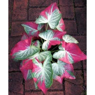 shycool " caladium "