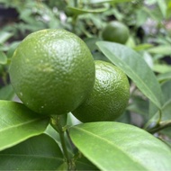 Baja Limau Kasturi Nipis Lemon Barli Untuk 50pokok kecil 10pokok kecil Pack Jimat 500gram⭐️⭐️⭐️⭐️⭐️