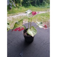 Caladium shycool ( Live Plant )