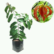 Bibit Tanaman Pohon Kenanga Merah