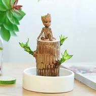 巴西木水培植物幸运木桌面绿植盆栽 四季常青阳台办公桌室内花卉格鲁特净化空气盆景带芽 巴西木（6厘米左右）+暖白盆+格鲁特 含盆