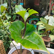 tanaman hias anthurium corong dewasa