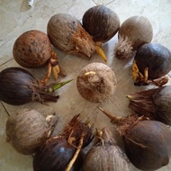 BONSAI KELAPA bibit bonsai kelapa