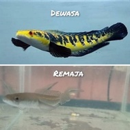 Ikan Channa Maru Yellow Sentarum Chana Ys Murah Original..
