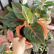 (3) Aglaonema Varieties Plnts and Bulbs (LUZON ONLY)
