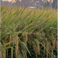 benih bibit padi ciputri ciherang mulai panjang 90 hari kotsyu 1918fr